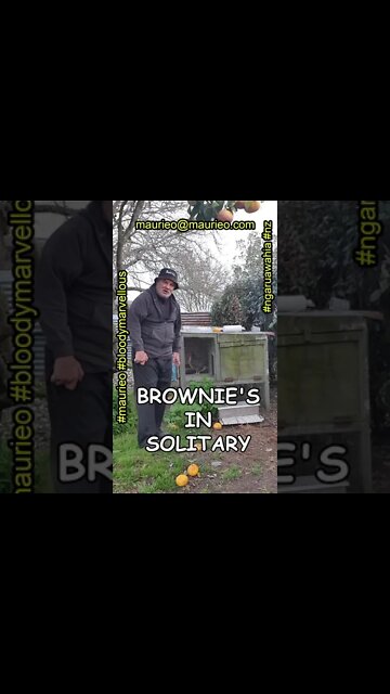 maurieo #shorts WE CAN LEARN A LOT FROM CHICKENS