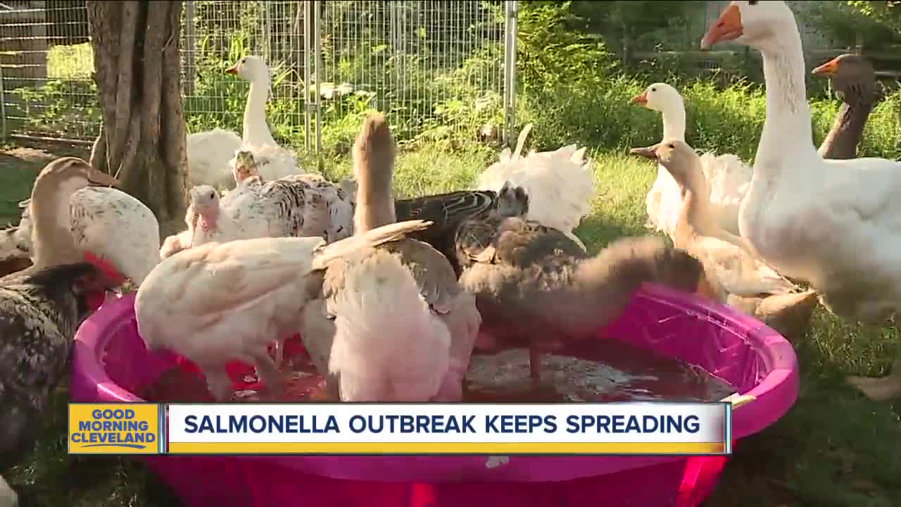 Backyard poultry linked to salmonella