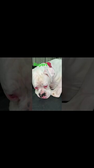 [Shorts 0160] RUPERT [#dogs #doggos #doggos #puppies #dogdaycare]