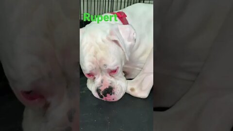 [Shorts 0160] RUPERT [#dogs #doggos #doggos #puppies #dogdaycare]