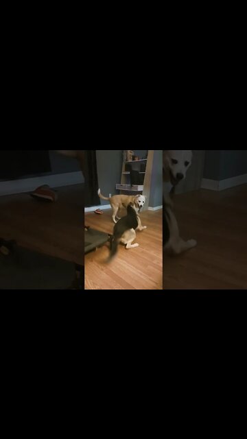 Maples Friday Night #shorts #shepsky #doggo #cute #woofer
