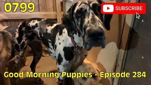 [0799] GOOD MORNING PUPPIES - EPISODE 284 [#dogs #doggos #doggies #puppies #dogdaycare]