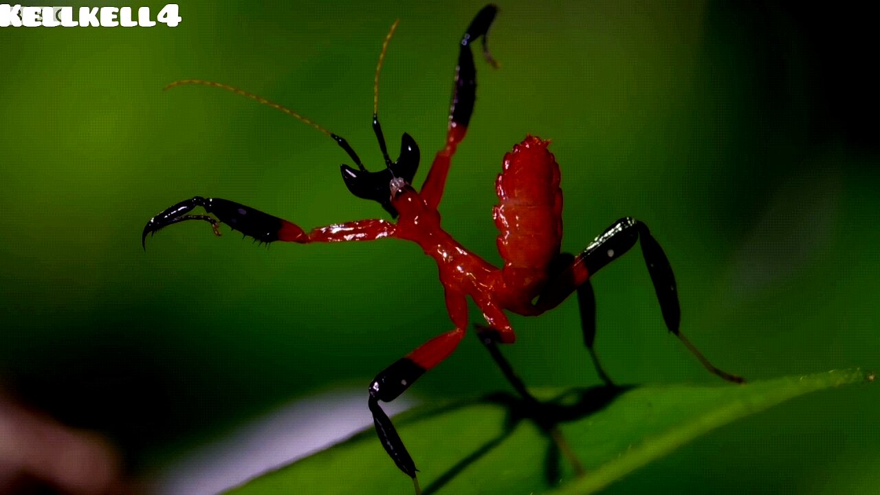 Praying Mantis Demonstrating it's Kung Fu Skills