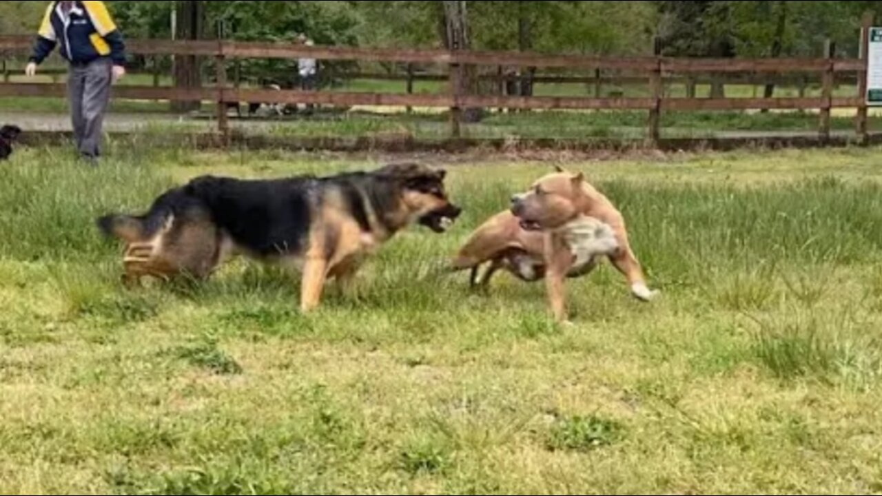 German sherphed attaks pitbull off leash