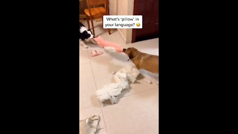 Dog fight 🤣 Funny |