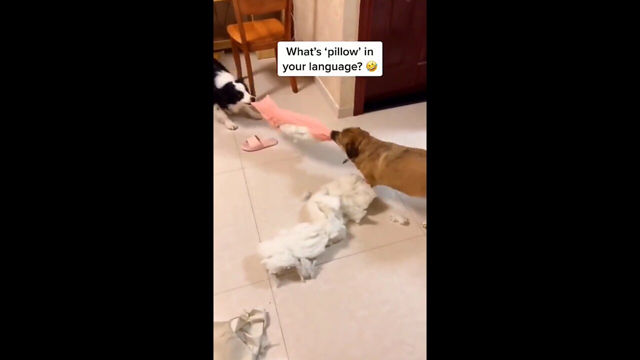 Dog fight 🤣 Funny |