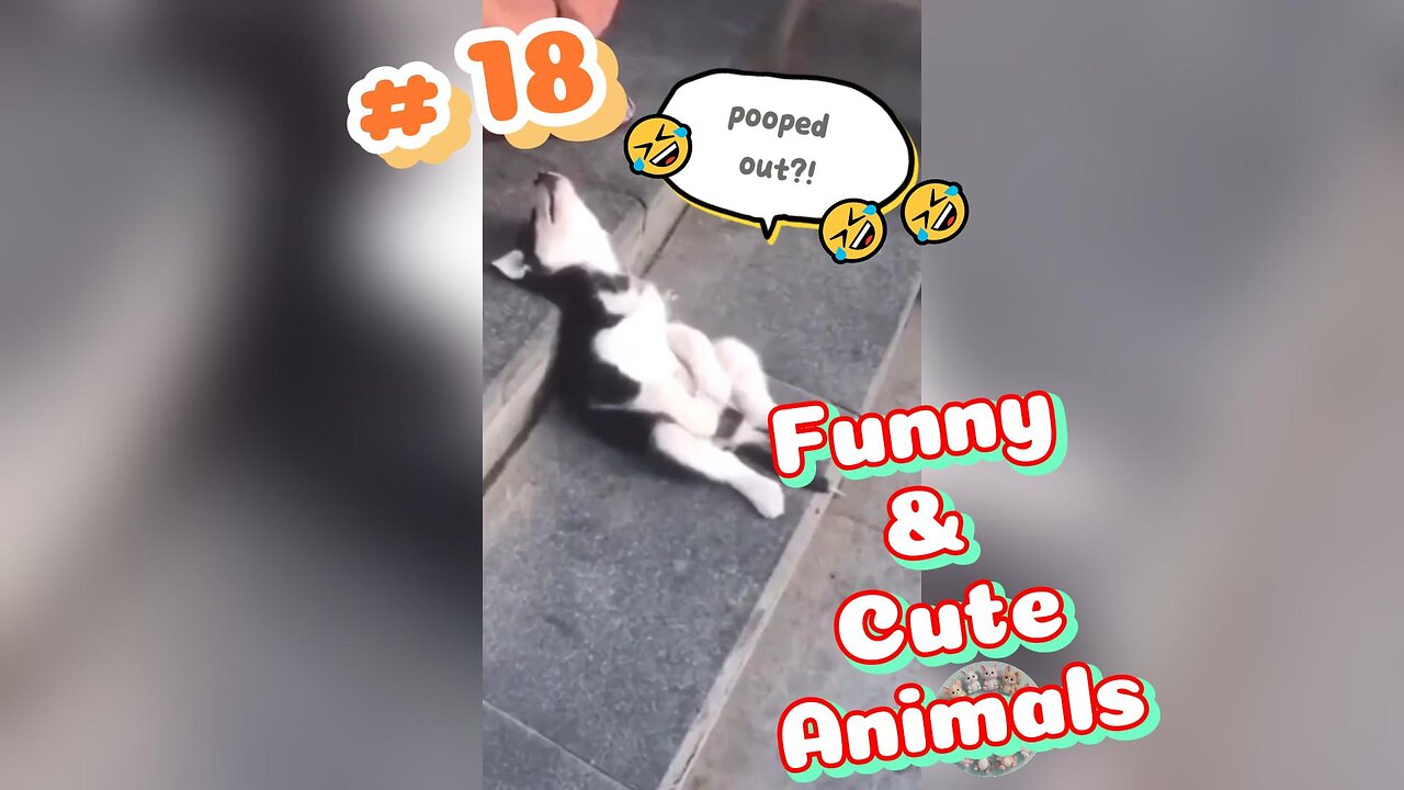 Funniest Animal Video 😘 2024 🤭 You LAUGH 😹😹😹 You LOSE #18