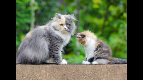 Mother Cat Scaring Rescue Kitten Even Her Own Kitten Got Scared || Mother Adopted Him In 2 Days ||