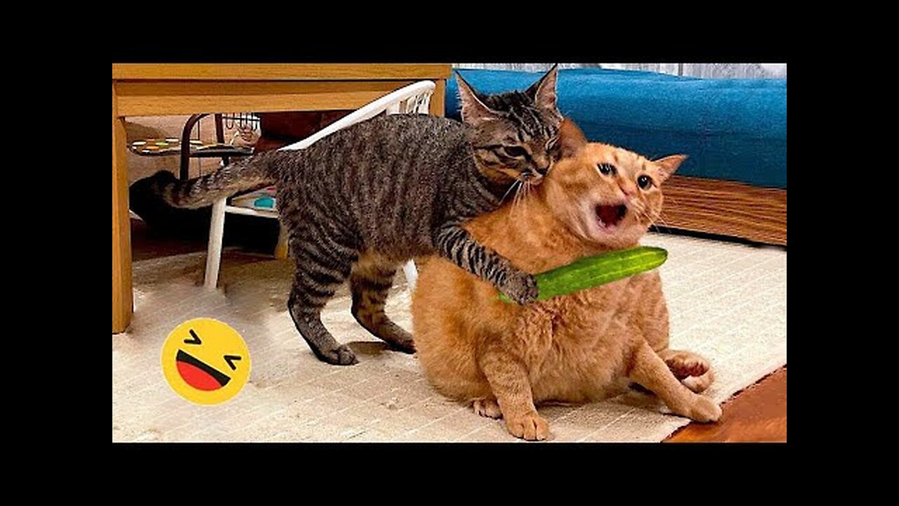 Best Funniest Cats 😹 - Don't try to hold back Laughter 😂 Funny Cats 2023 #5