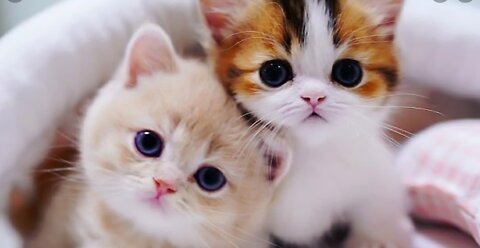 Cute kittens