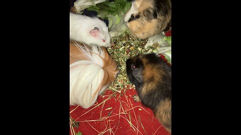 Guinea pigs having a midnight snack