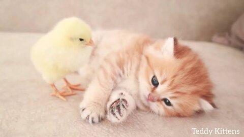 Lovely cat playing with a chick