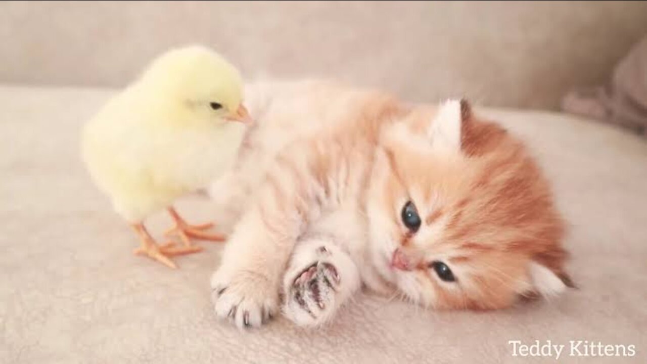 Lovely cat playing with a chick