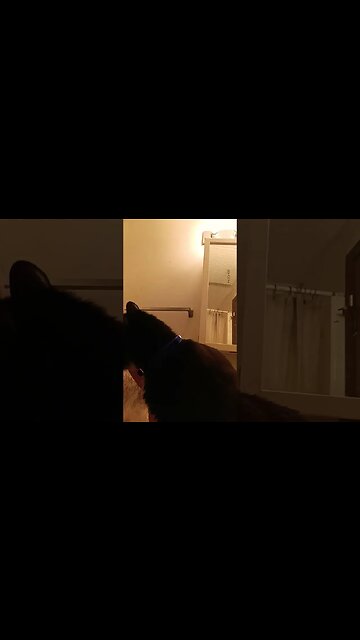 Sink kitty #shortsfeed #kittycat #shortsvideo #kitty #cat #youtubeshorts #cutekitty #kittycat