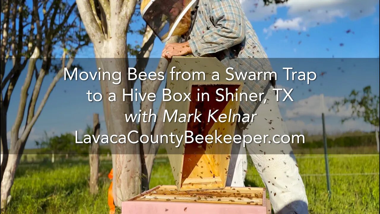 Moving Bees - Swarm Trap to Hive Box & learning with Lavaca County Beekeeper, Mark Kelnar Shiner, TX