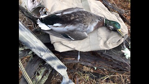 Mallard hunt