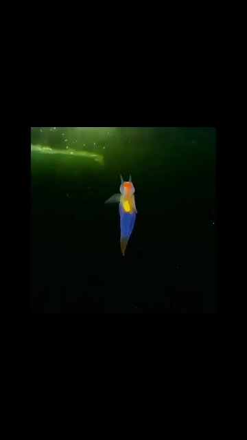 This Is A Real-life Creature Known As A "Sea Angel"