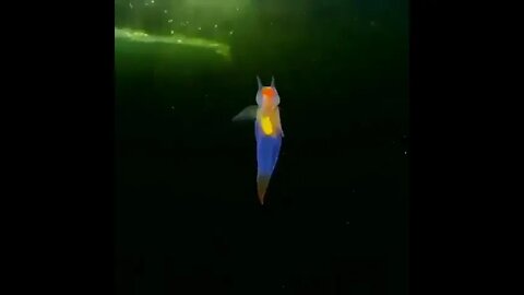 This Is A Real-life Creature Known As A "Sea Angel"
