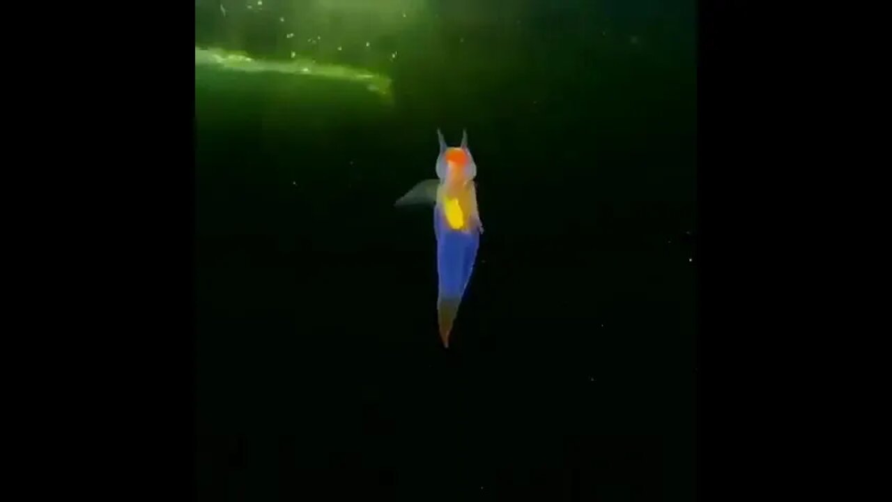 This Is A Real-life Creature Known As A "Sea Angel"