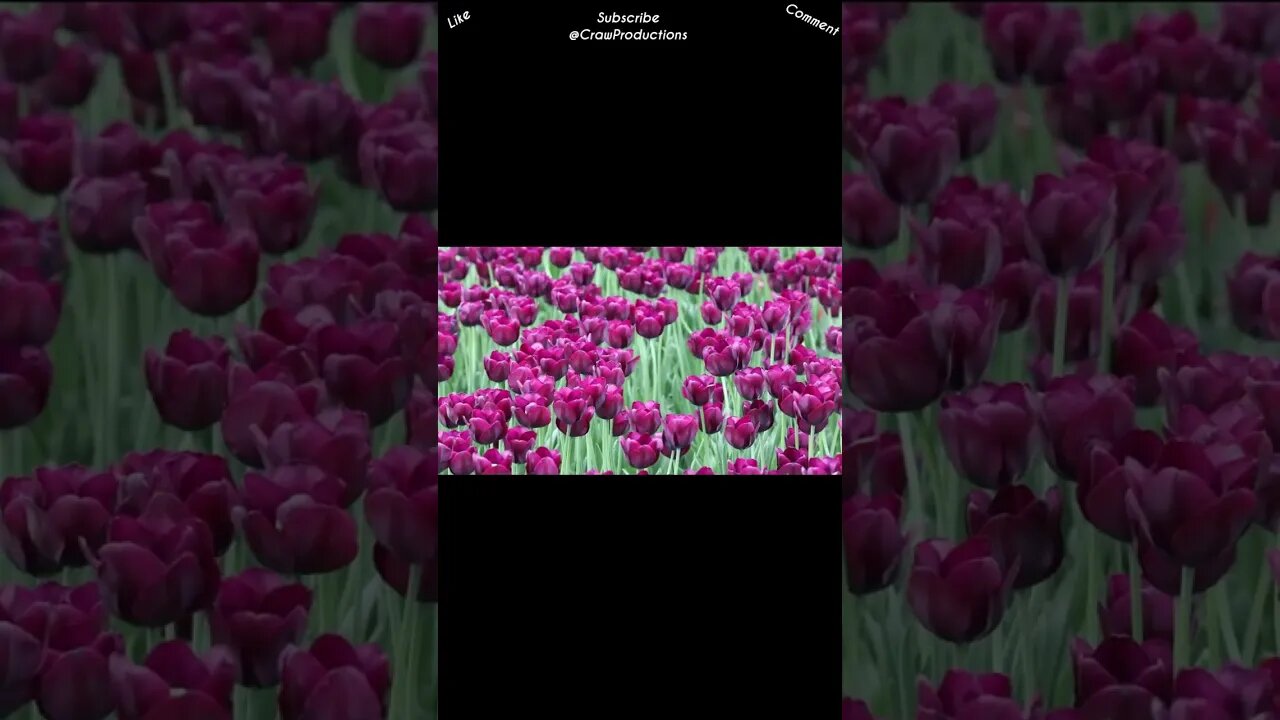 The Tulip, originating from Central Asia #flowers #shorts