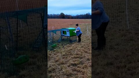 Farm day! ☺🤩 #chickens #sheep #animals #cute #homesteading