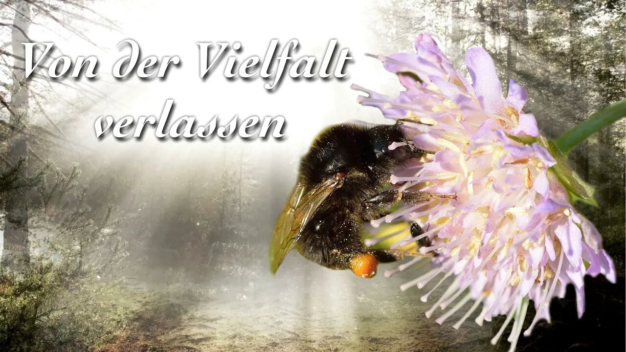 Von der Vielfalt verlassen