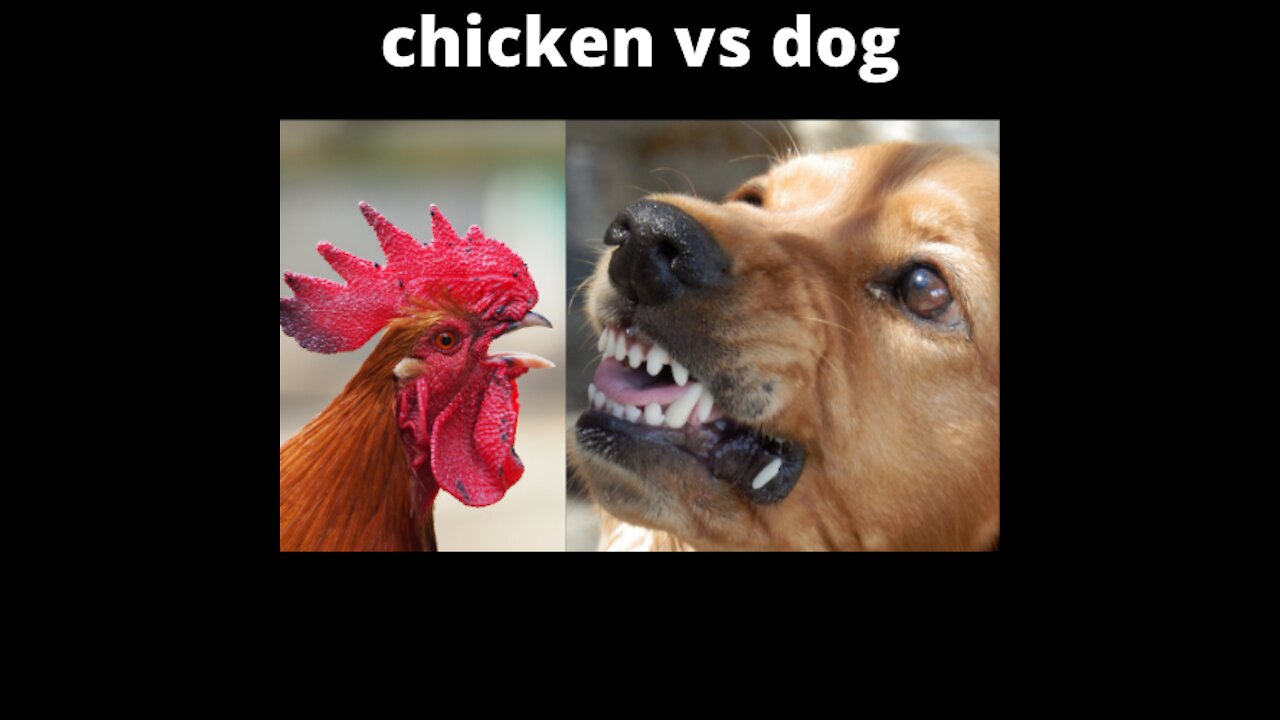 Dog VS Chicken Fight - Funny Dog Fight Videos!!!