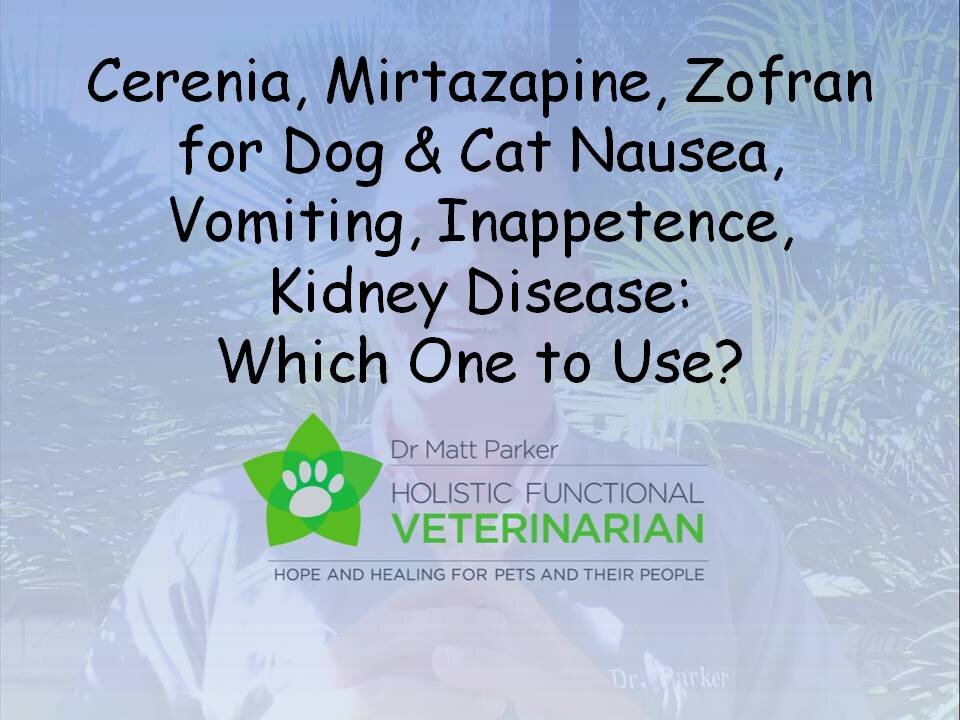 Cerenia, Mirtazapine, Zofran: Dog & Cat Nausea, Vomiting, Inappetence, Kidney Disease: Which to Use?