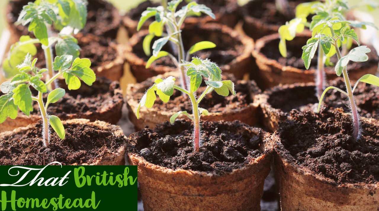 Last winter sowing: growing tomatoes from seed: allotment gardening