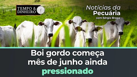 Boi gordo começa mês de junho ainda pressionado mas com indicação de estabilidade pontual de preços