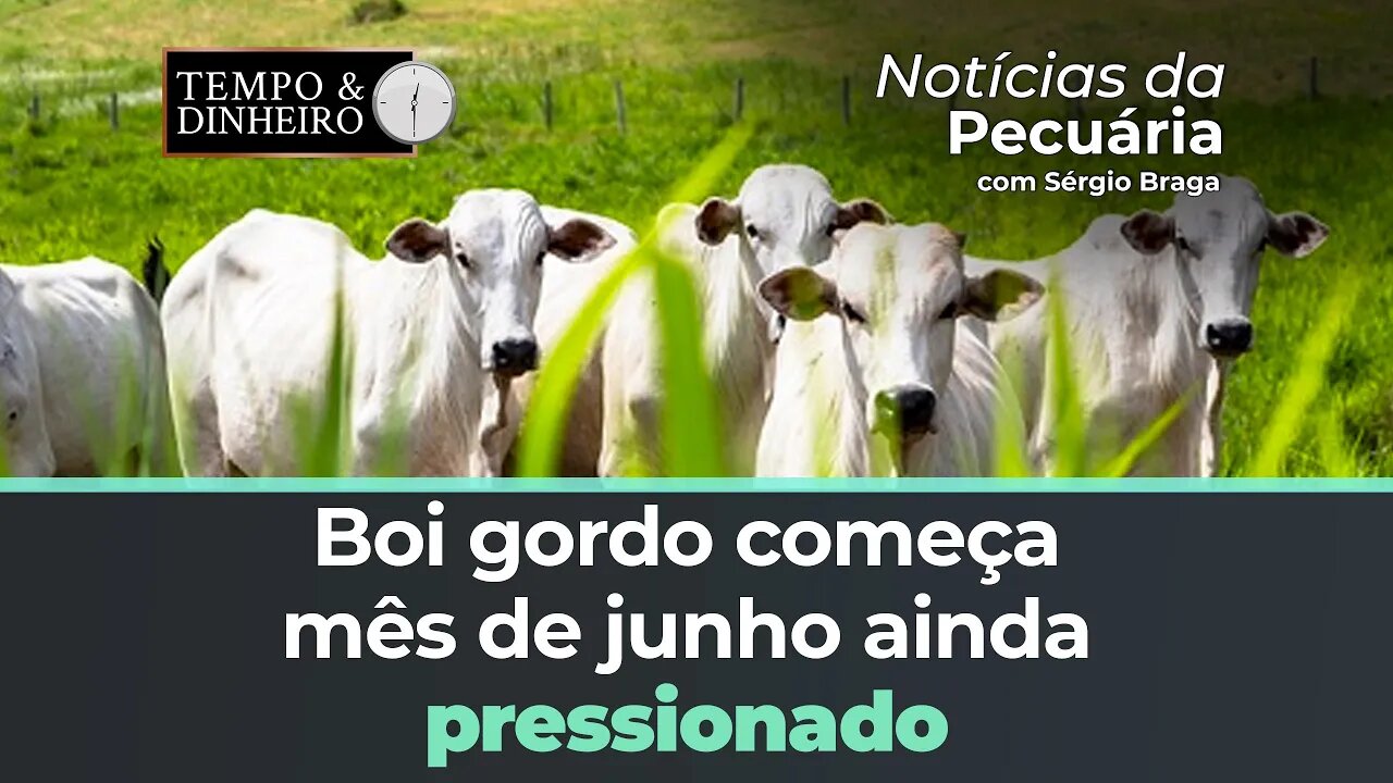 Boi gordo começa mês de junho ainda pressionado mas com indicação de estabilidade pontual de preços