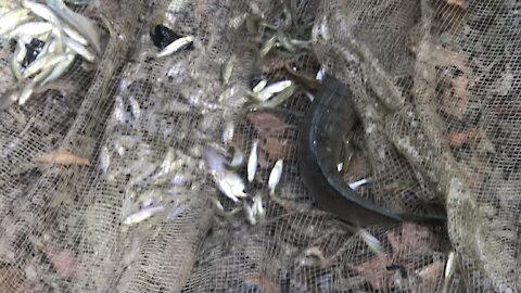 The couple catch fish by net