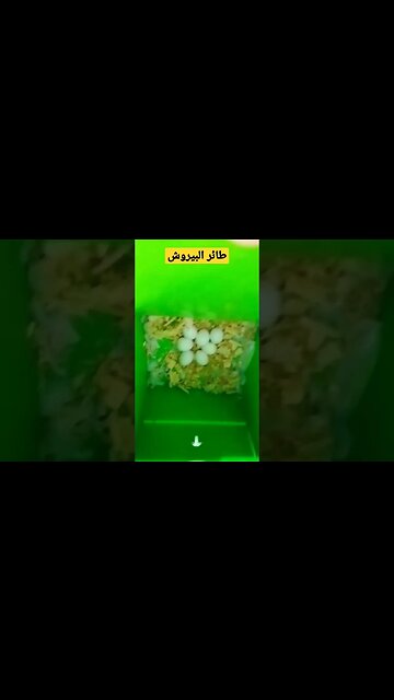 زوجين من طائر البيروش روعة