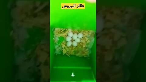 زوجين من طائر البيروش روعة