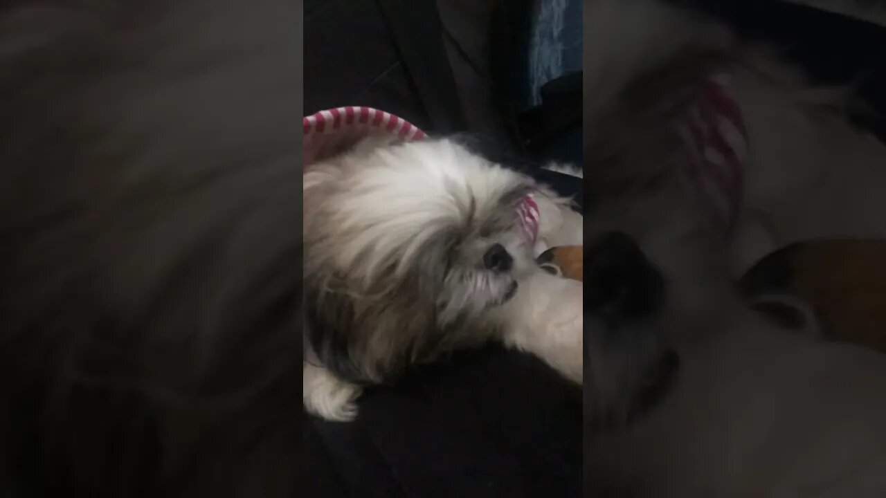 My Shih Tzu puppy found a New Friend 🐶🐾🦌🎄🎁