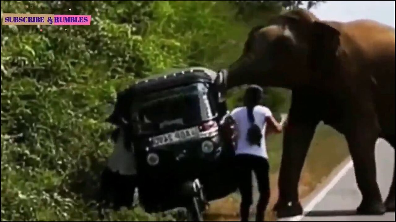 A wild elephant attack on the road (in Sri Lanka)