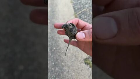 Found Another Wild Pokemon, Nice. Saved It From Being Killed By A Car