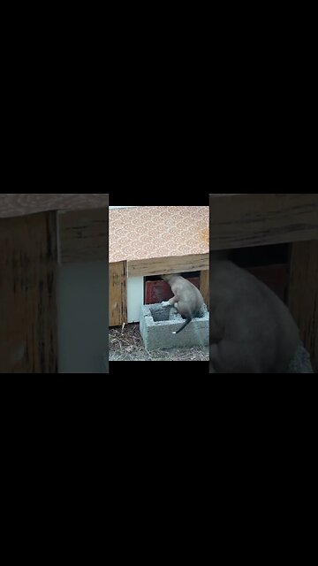 Собака Хотела воровать еду у котят