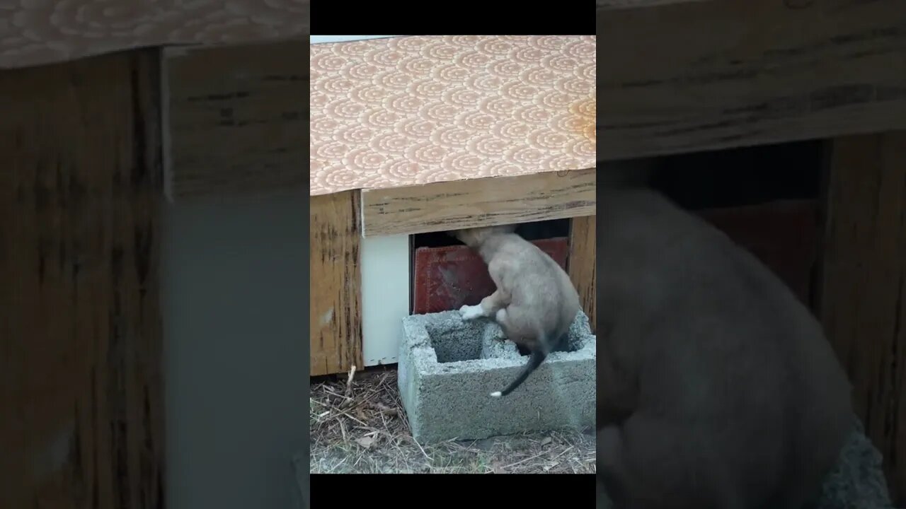 Собака Хотела воровать еду у котят