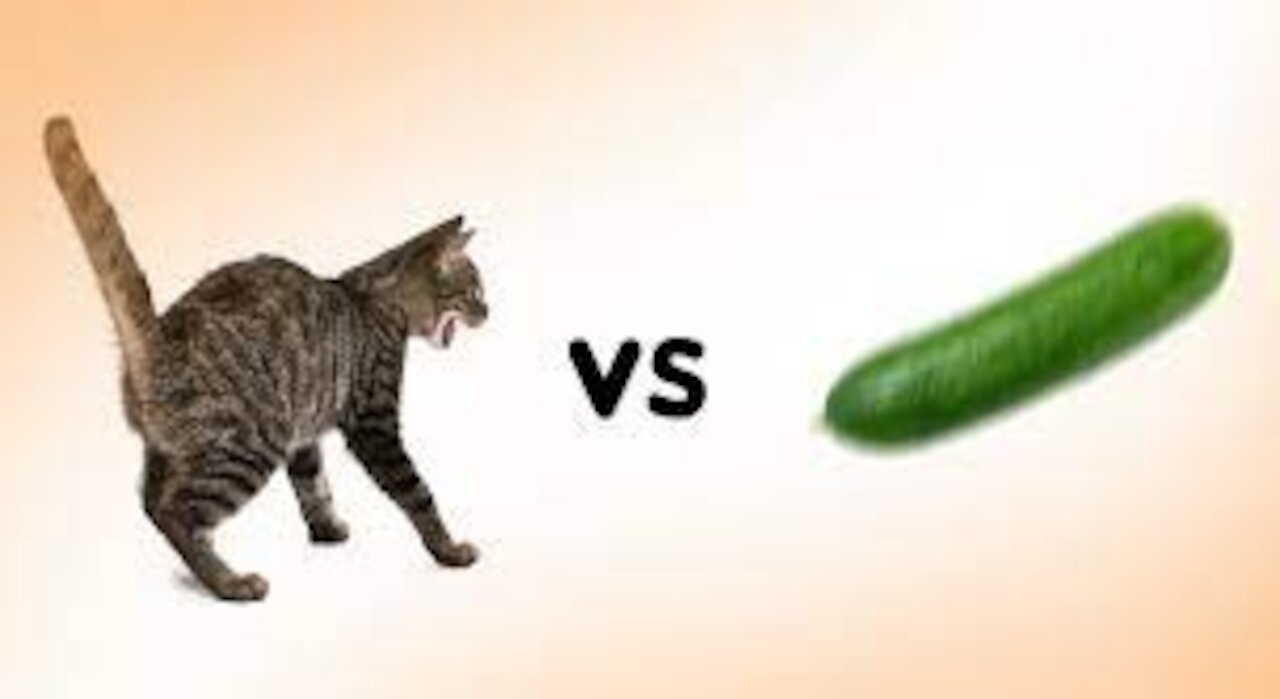 cucumber vs cat!