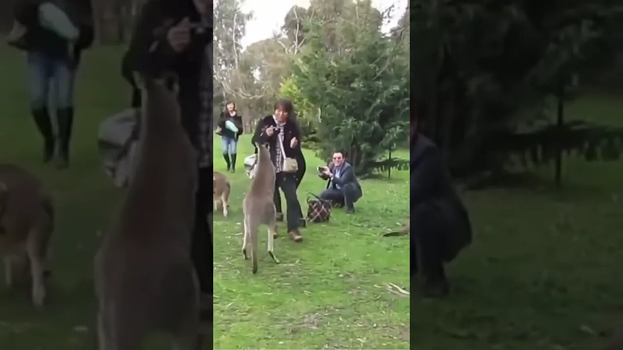 MAD KANGAROO FUNNY ANIMAL VIDEOS