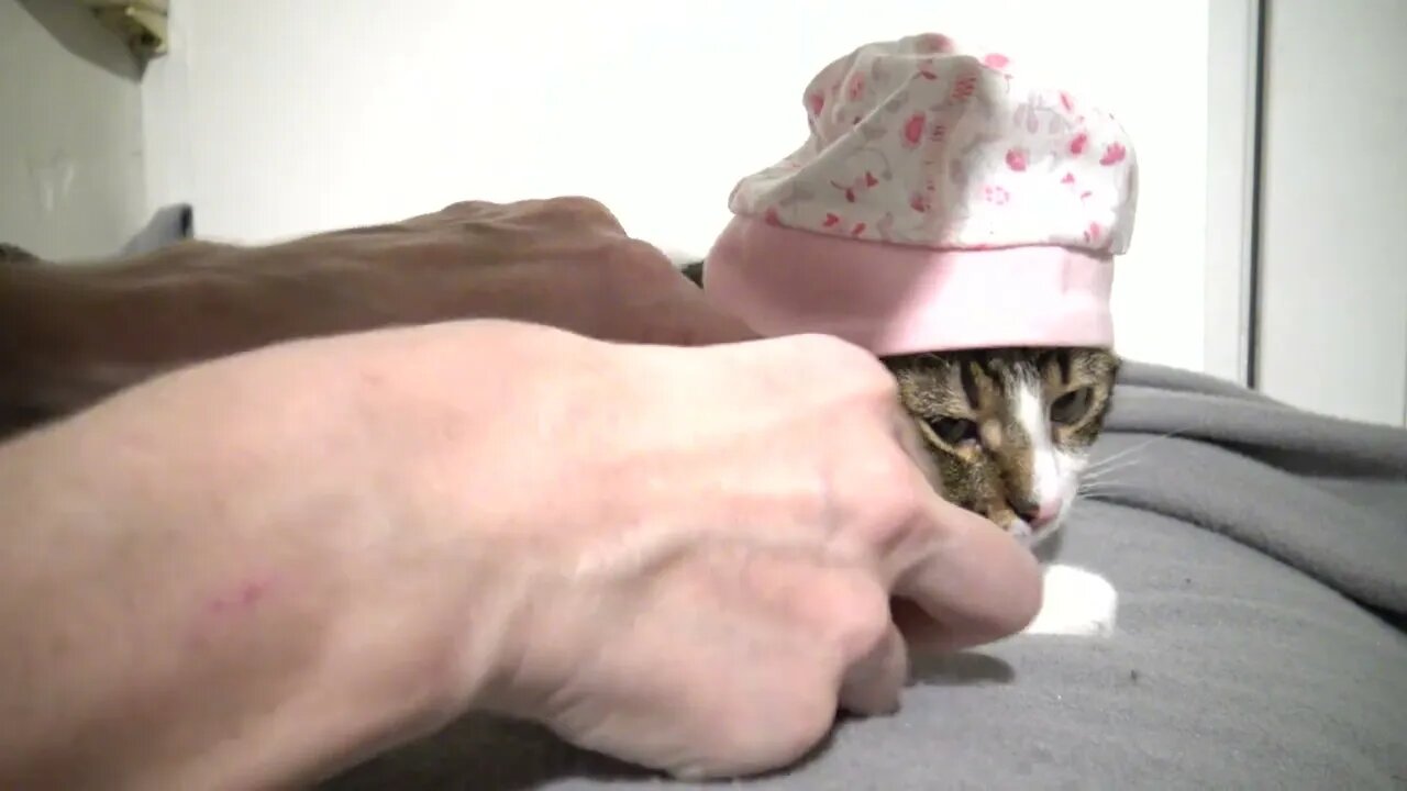 Take off this Cap, Hooman!