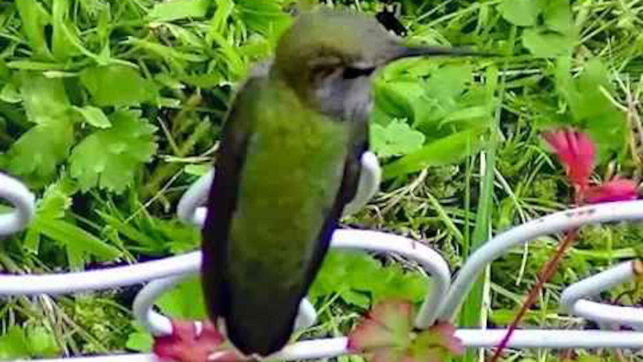 IECV NV #240 - 🐥Hummingbird Out And About Come And Check Him Out 🐥6-16-2016