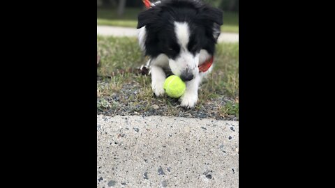 The Dog Training Game