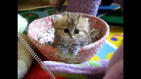 Sweet cute little kitten