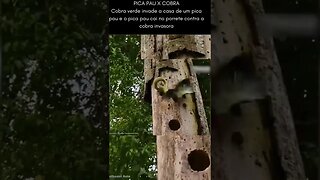 Cobra verde invade casa de pica pau e o pau come solto