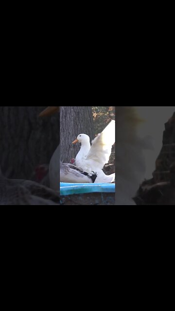Slow Motion Duck Flapping | #shorts