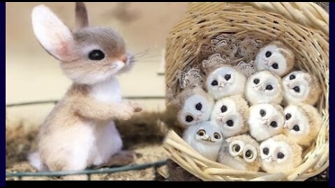 Cute baby animals Videos Compilation cute moment of the animals - Cutest Animals On Earth