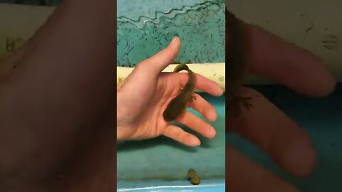 Large frog tadpole (bullfrog tadpole must see) #shorts