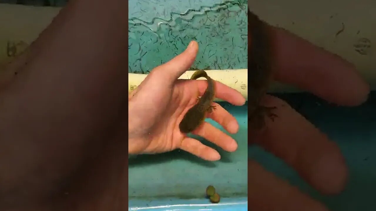 Large frog tadpole (bullfrog tadpole must see) #shorts